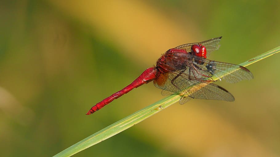 nature, insects, dragonfly, macro, red, grass, animal themes HD wallpaper