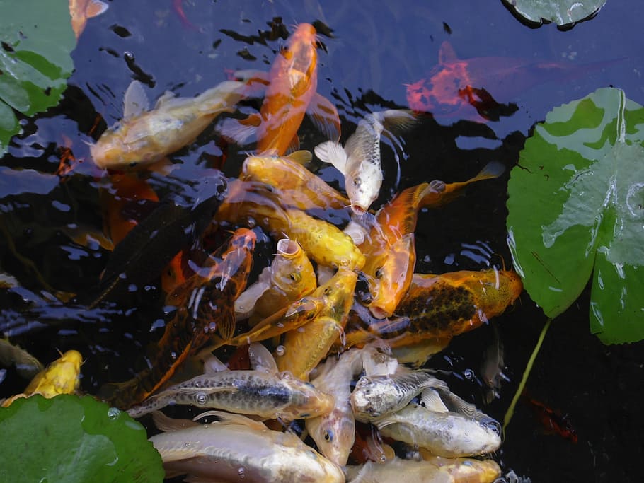 Fish, Lake, Blue, River, Water, Fauna, species, natural, floating on water HD wallpaper