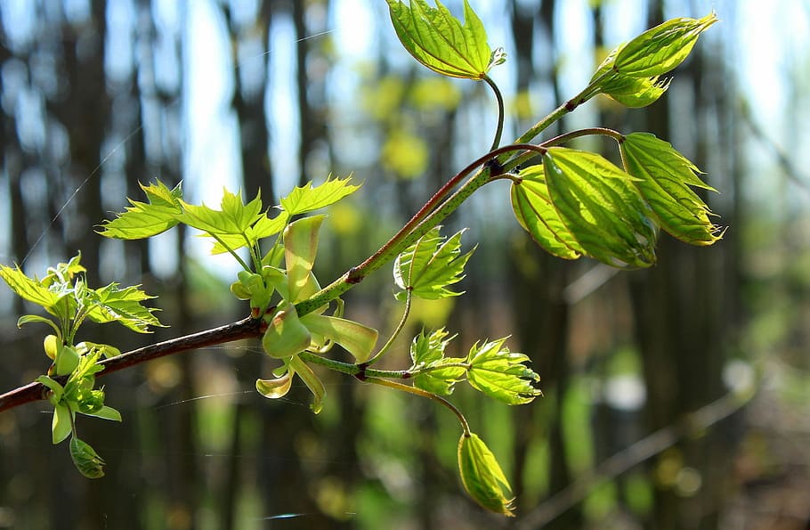 selective focus photo of green leafed tree, spring, sapling HD wallpaper