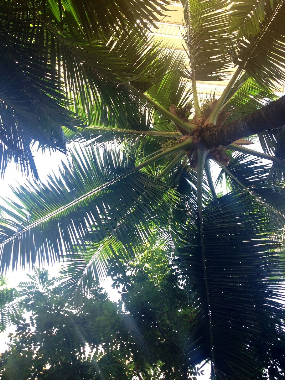 palm, green, leaves, tropical climate, palm tree, plant, palm leaf HD wallpaper