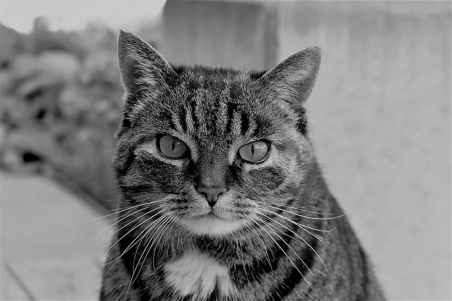 grayscale photography of short-fur cat, Mackerel, Animal, Tiger Cat HD wallpaper
