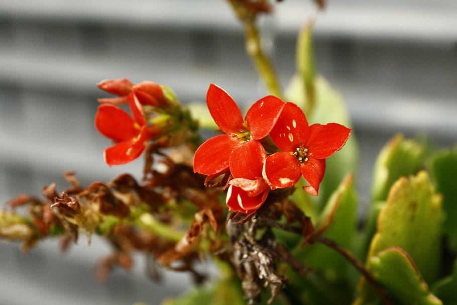 flower, red, reddish, small, fundidora, monterrey, nuevo león, HD wallpaper