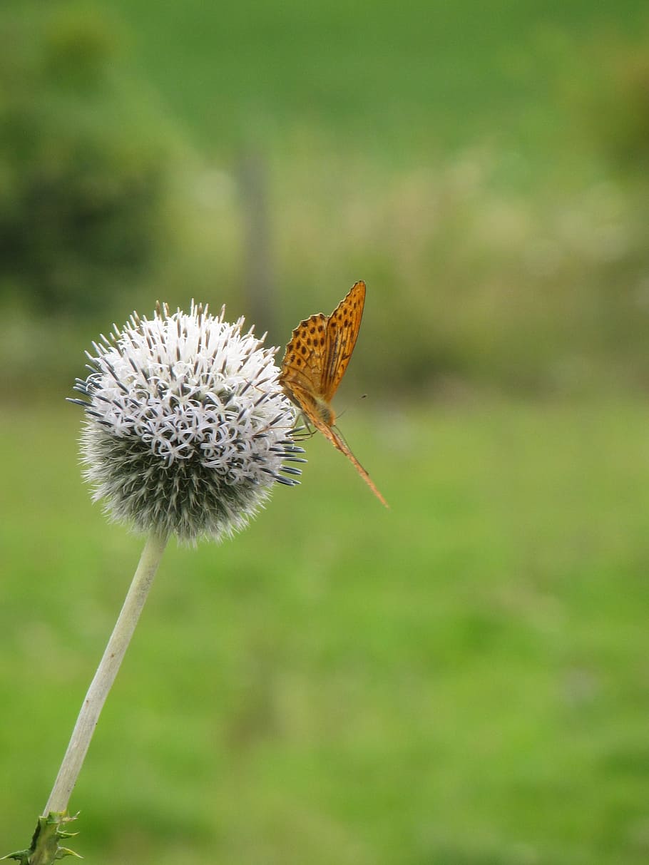 butterfly, meadow, thistle, flower, plant, flowering plant HD wallpaper