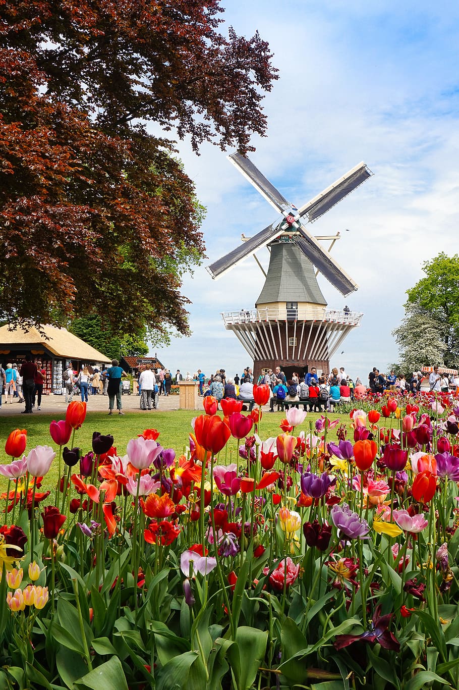 flower, windmill, amsterdam, netherlands, tulips, plant, alternative energy, HD wallpaper