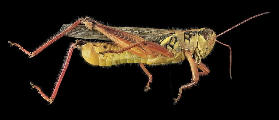 macro photography of Eastern lubber grasshopper, insect, profile HD wallpaper