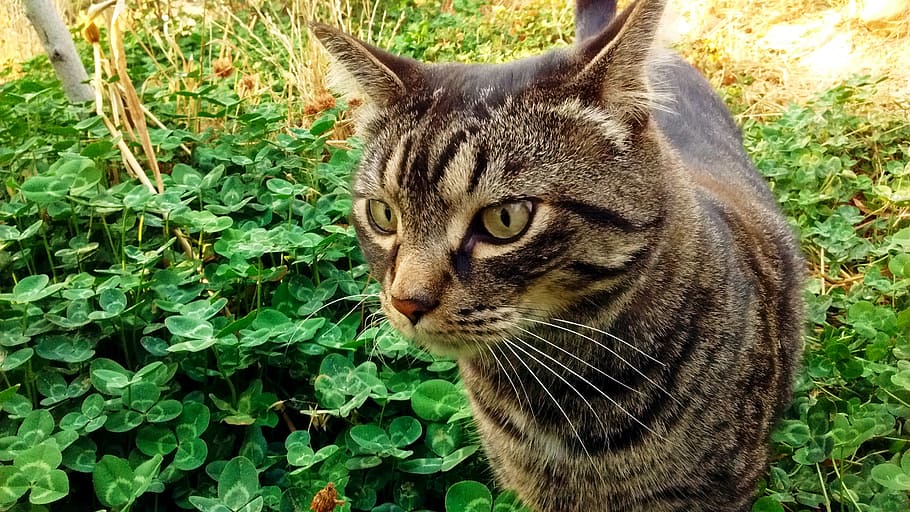 cat, tabby, clover, spring, hunt, kitty, cute, feline, pet HD wallpaper