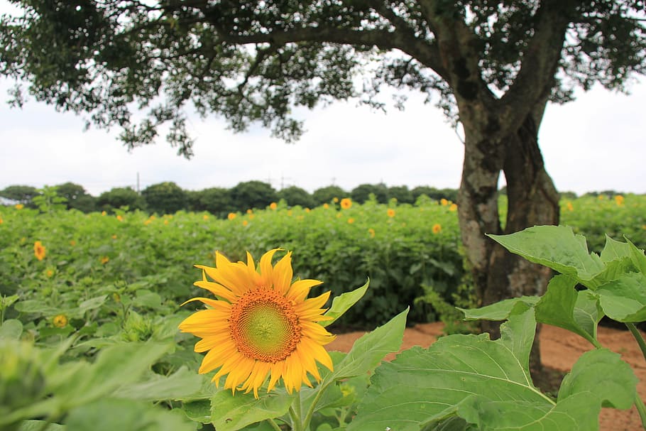 sunflower, farm, outing, nature, agriculture, summer, yellow HD wallpaper
