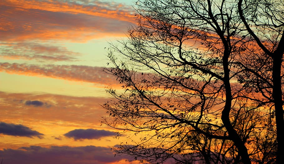 evening, sky, fall, tree branches silhouette, sunset, nature HD wallpaper