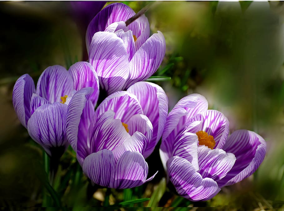 purple petaled flowers in bloom, crocus, nature, spring, plant HD wallpaper