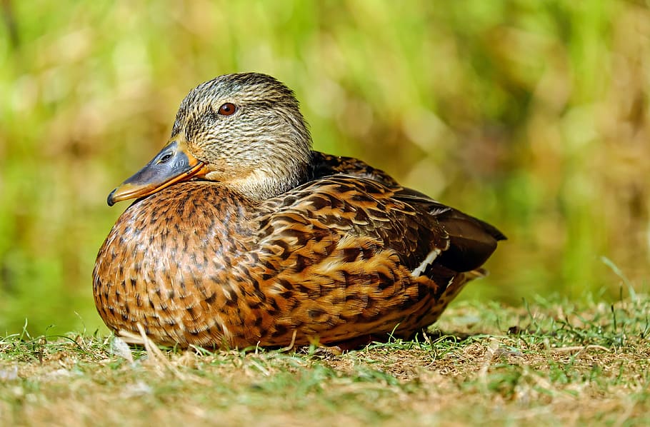 brown duck on grass during daytime, water bird, lying, meadow HD wallpaper