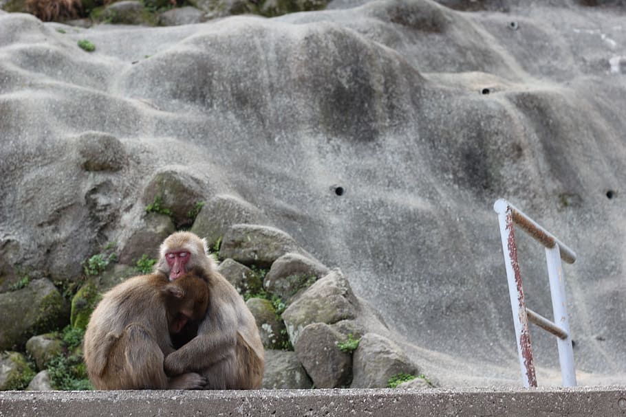 monkey, animal, zoo, mammal, animal wildlife, animals in the wild HD wallpaper
