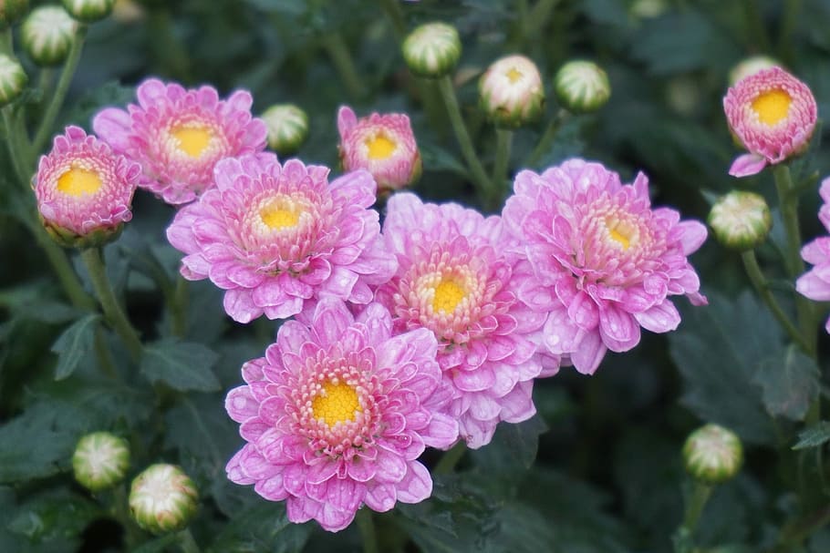 Chrysanthemum, Daisy, bud, nature, flower, plant, pink Color HD wallpaper