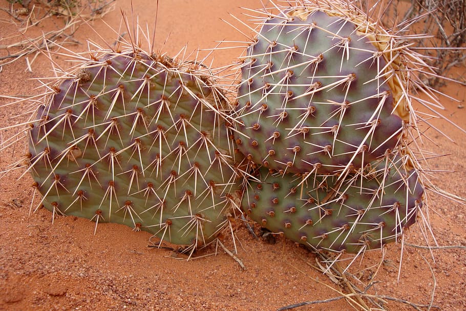 cactus, desert, green, pricks, au, monument valley, succulent plant HD wallpaper
