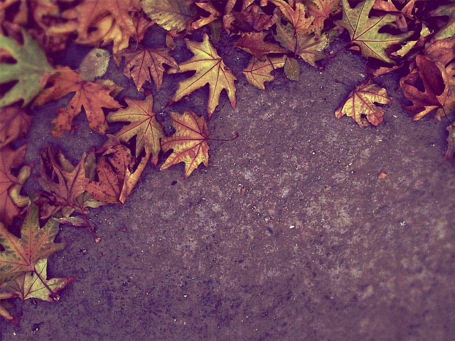 closeup photo of maple leaves on ground, autumn, fall, nature HD wallpaper