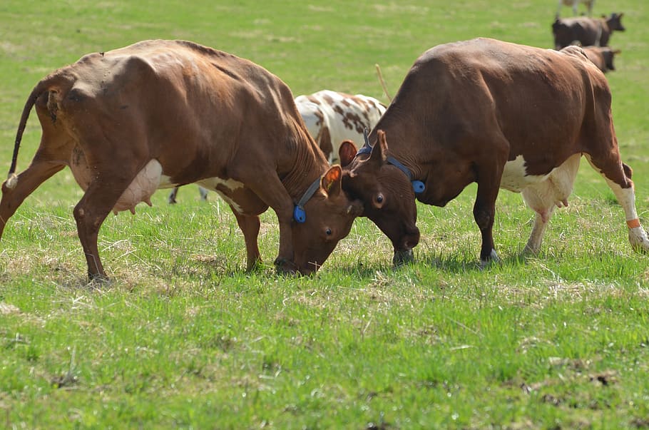 cows, rod cows, our joy, mammal, animal themes, livestock, group of animals HD wallpaper