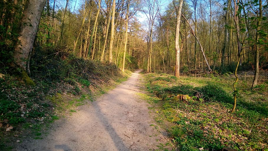 forest, trees, nature, forests, landscape, plant, the way forward HD wallpaper