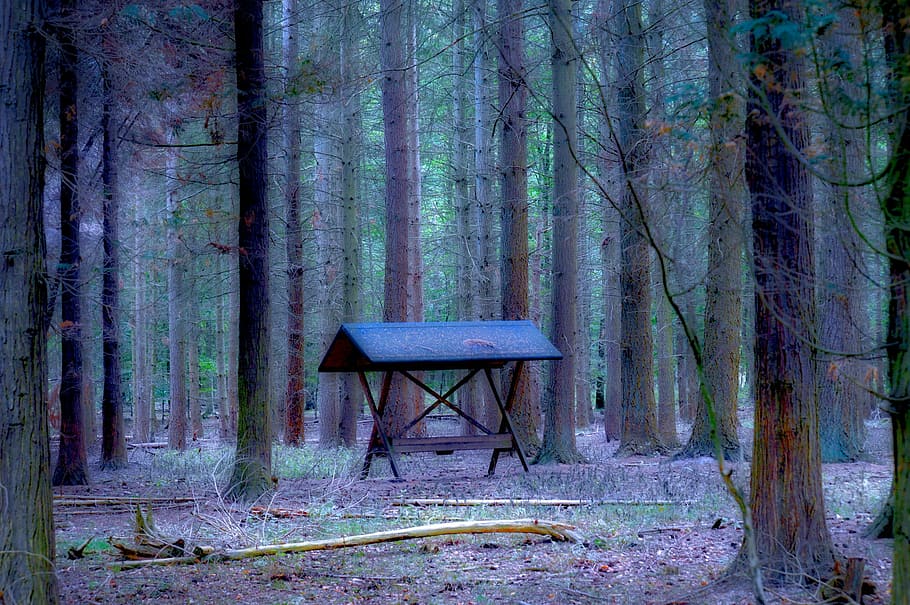 pine forest, coniferous forest, fodderhus, tree, plant, trunk HD wallpaper