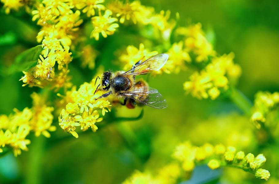 bee, macro, daisy, yellow, flower, yellow flower, animal wildlife HD wallpaper