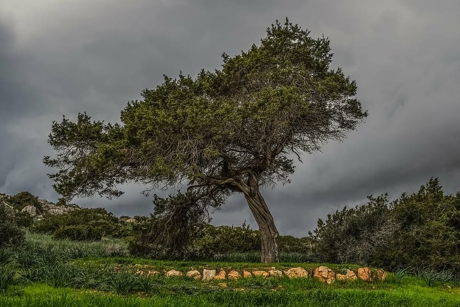 photography of brown and green tree under cloudy sky, meadow HD wallpaper