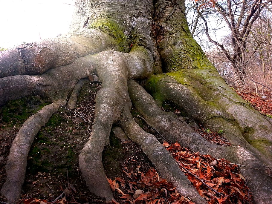 brown tree on brown soil, root, nature, wood, forest, tree root HD wallpaper