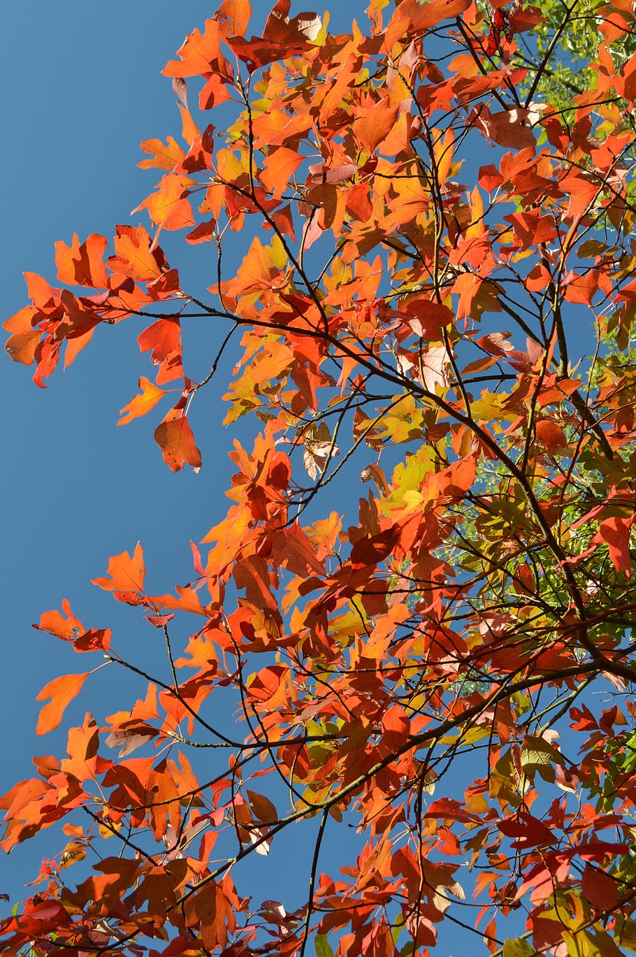 fall, tree, foliage, orange, yellow, season, leaves, forest HD wallpaper