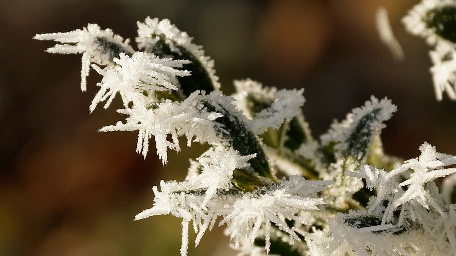 leaves, leaf, icicle, green, white, winter, ice, snow, crystal HD wallpaper