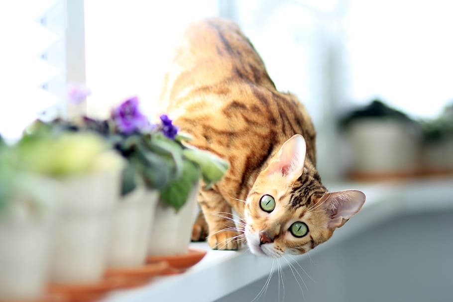 brown and black cat looking at plant, bengali, on the windowsill, HD wallpaper