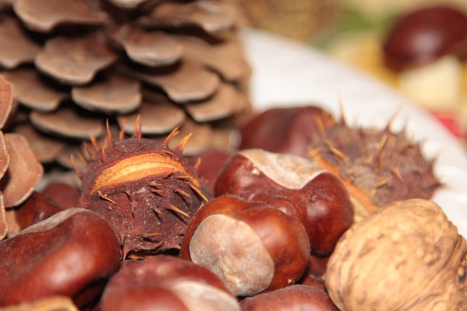chestnuts, cones, pine cone, dining table, autumn, composition HD wallpaper