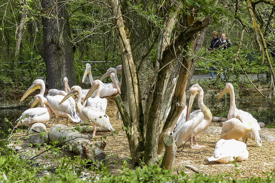 Pelican, Pink, Water, Water Bird, Animal, nature, pelecanus onocrotalus