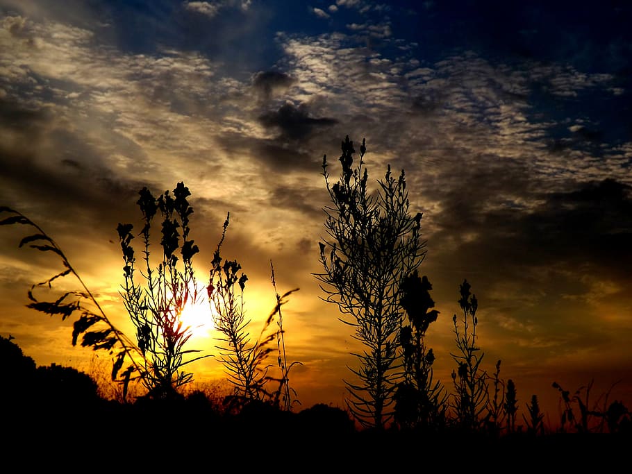east, flower, cloud, sun, plants, silhouette, sky, sunset, cloud - sky HD wallpaper