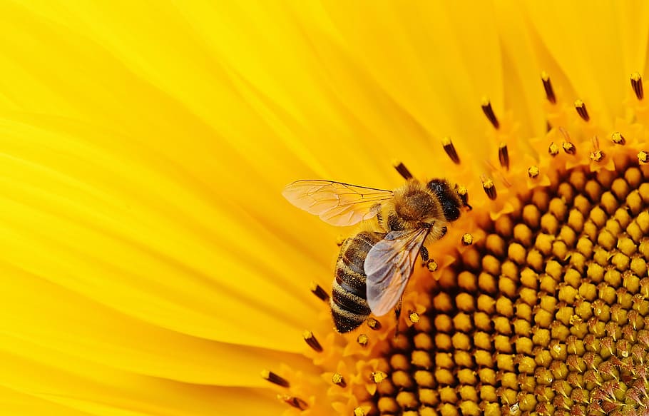 close up photography of honey bee on yellow sunflower, sun flower