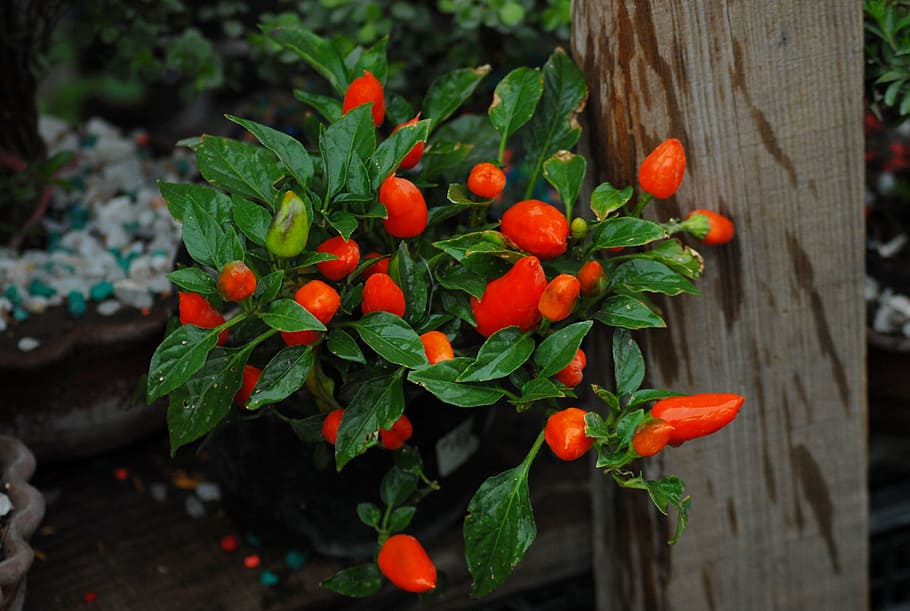 chile, flower, tree, food, food and drink, plant part, leaf HD wallpaper
