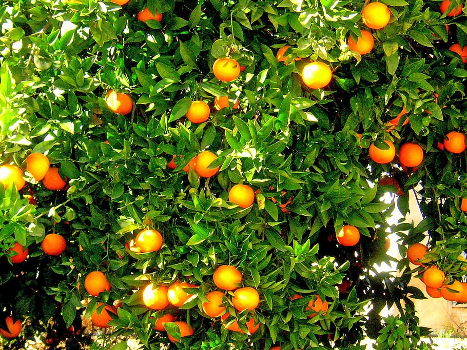 orange fruit tree, oranges, orange tree, spain, produce, growing, HD wallpaper