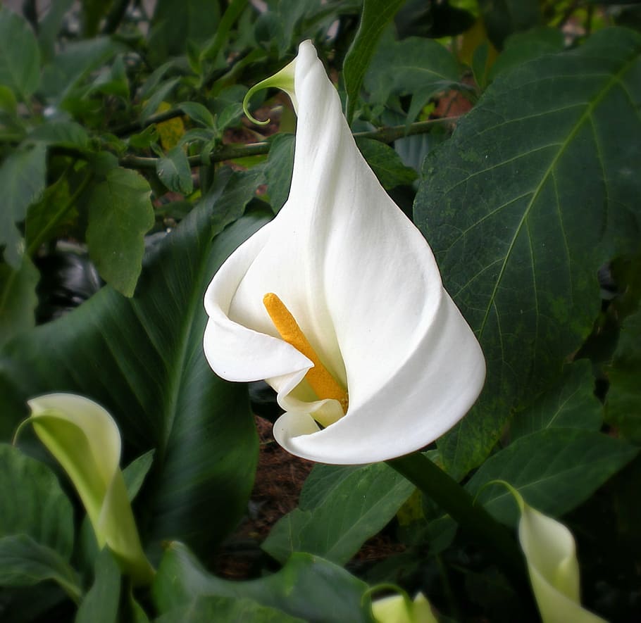 white calla lily flower, cala, lilly, petal, garden, spring HD wallpaper