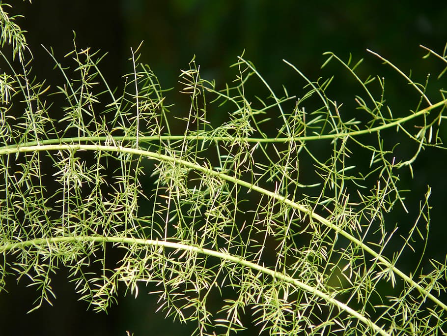 Asparagus Fern, Asparagus Densiflorus, ornamental plant, semi shrub, HD wallpaper