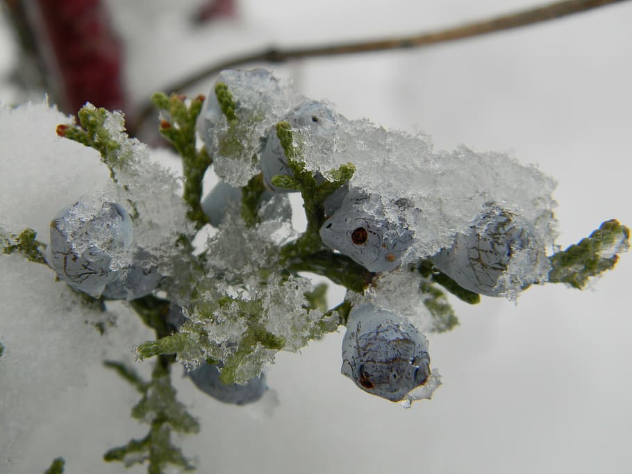 winter, cold, berry, purple, blue, cedar berry, snow, ice, cold temperature HD wallpaper