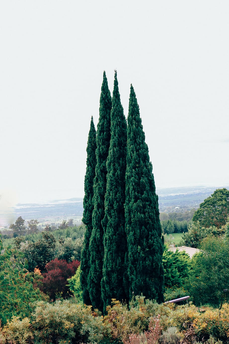 trees, nature, landscape, green, nature background, plant, environment HD wallpaper