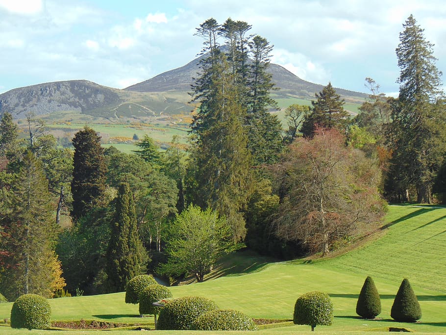 powerscourt, gardens, eire, tree, plant, beauty in nature, tranquil scene HD wallpaper