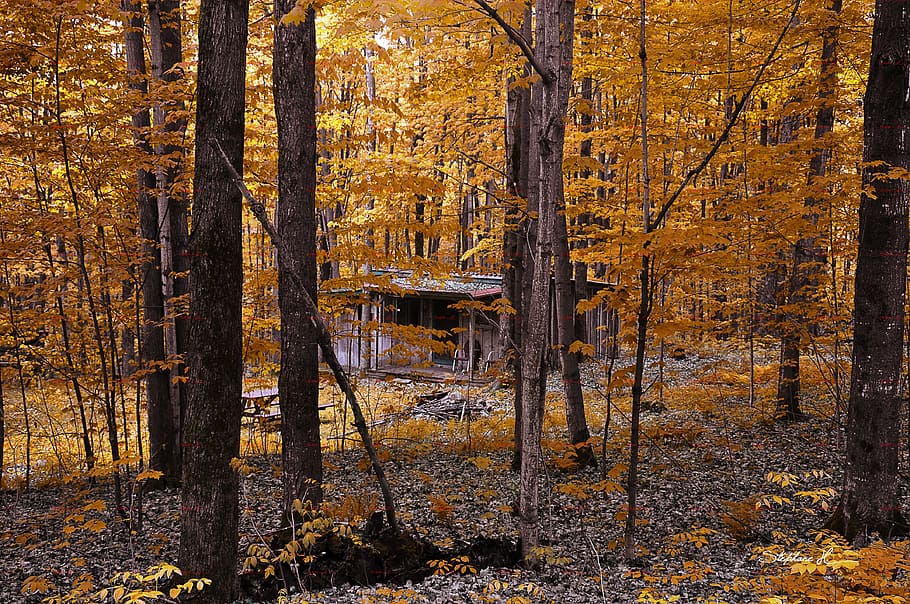 Forest, Fall, Sun, Trees, Nature, landscape, wood, autumn landscape HD wallpaper