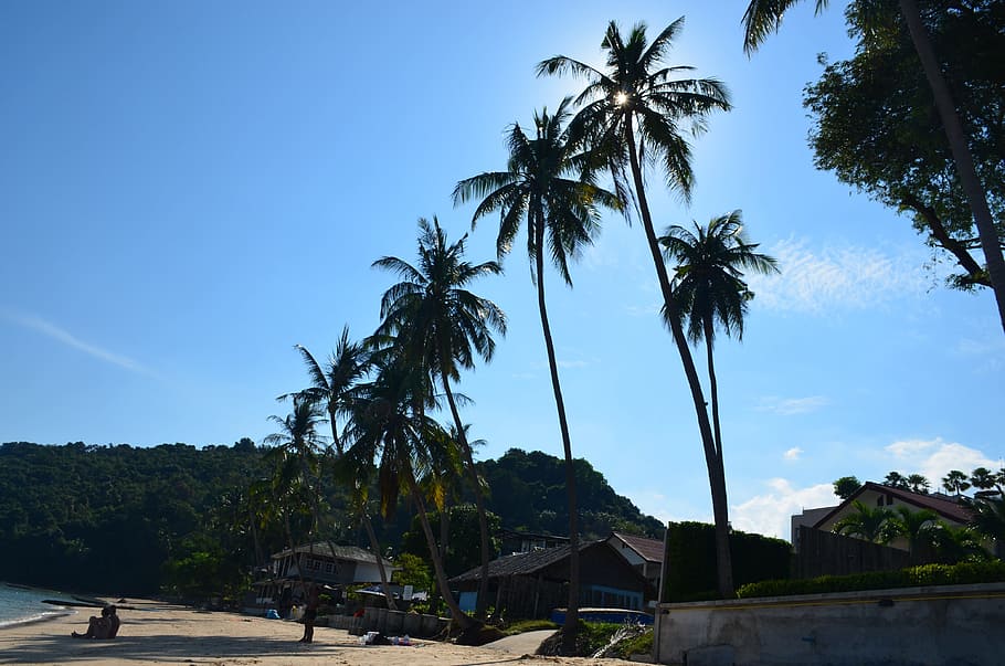 beach, palm trees, summer, sand, thailand, surf, tropical plants HD wallpaper