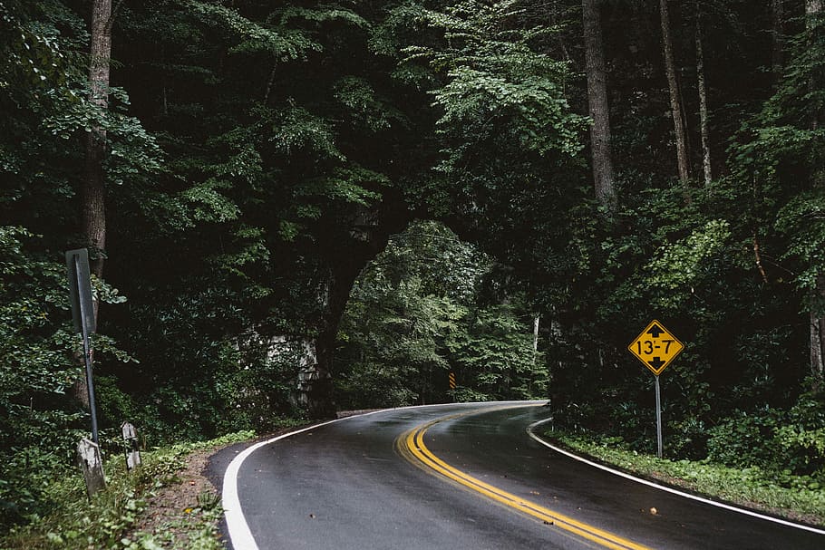 asphalt road between green trees, empty road surrounded of trees at daytime HD wallpaper