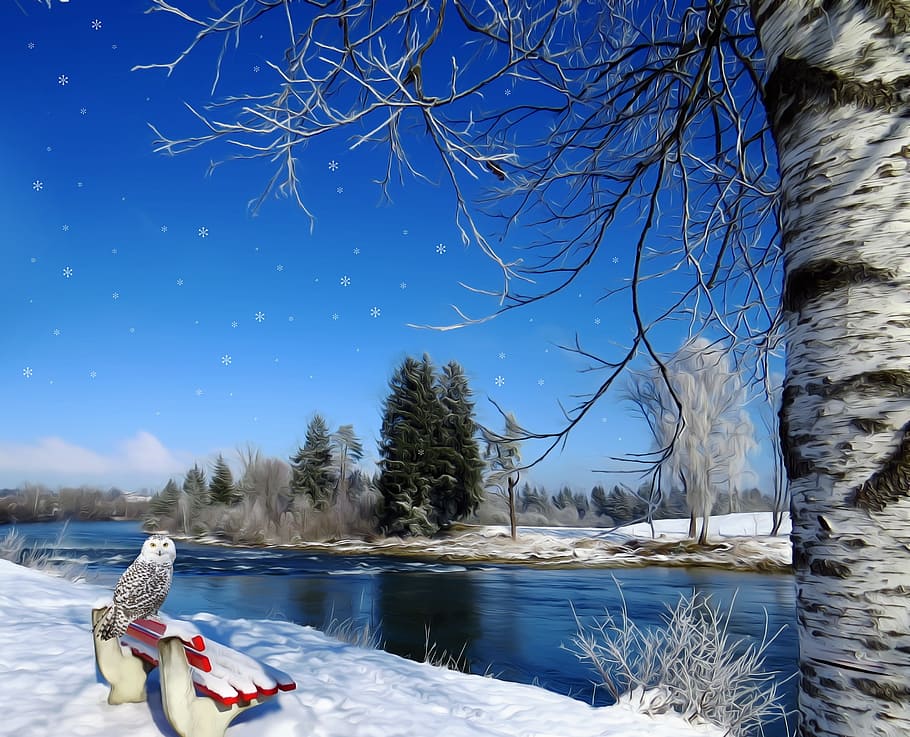 winter, snow, owl, birch, tree, bank, river, red, white, blue HD wallpaper