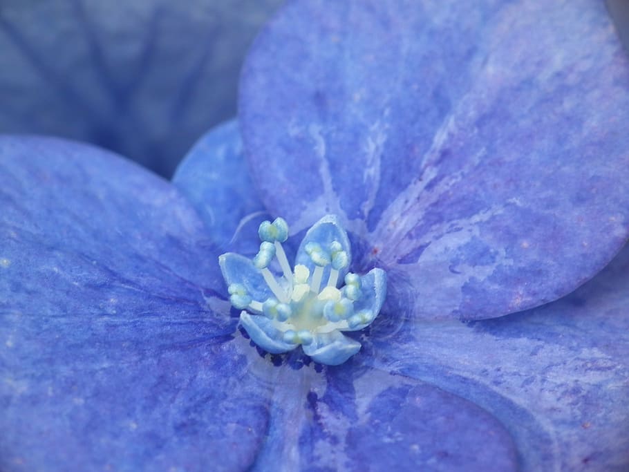 hydrangea, blue, close, macro, blossom, bloom, inflorescence HD wallpaper