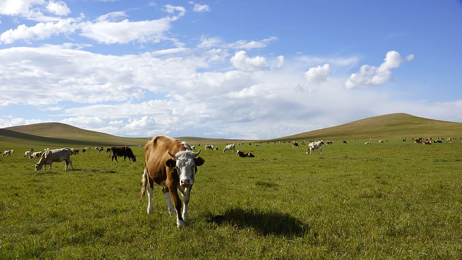Prairie, Herd, Blue Sky, animal themes, grass, horse, mammal HD wallpaper