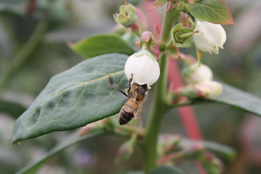 blueberry, apis mellifera, pollination, invertebrate, animal themes HD wallpaper