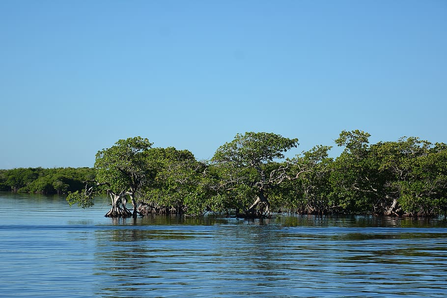 sea, forest, ocean, nature, tree, river, wildlife, water, plant HD wallpaper
