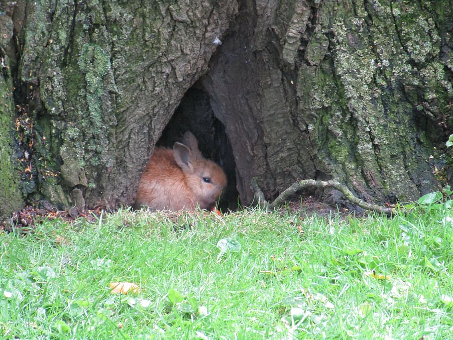 HD wallpaper: brown rabbit hiding under tree, baby rabbits, wild ...