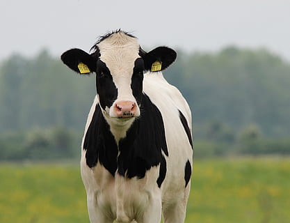 white and black cow, beef, cattle, holstein, animal, agriculture HD wallpaper