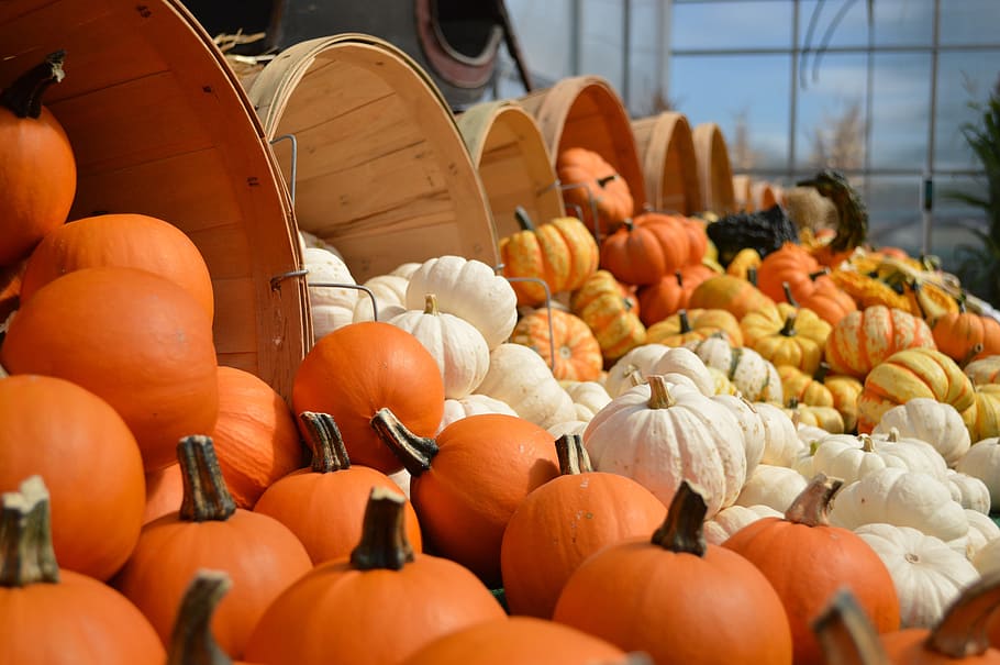 assorted pumpkins, gourds, fall, autumn, orange, decoration, halloween