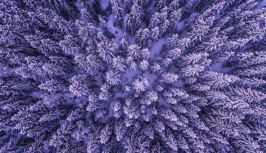 top view of forest on snow ground, bird's eye photography of snowconed pine trees, HD wallpaper